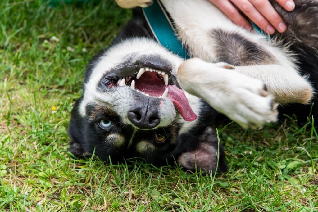 Huskies Waiting For Belly Rubs