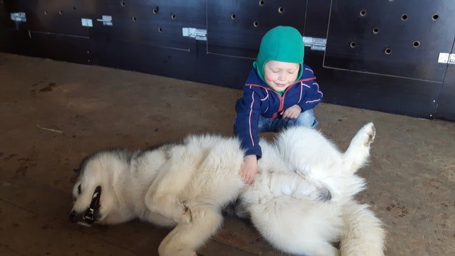 Huskies Waiting For Belly Rubs