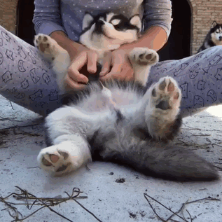 Huskies Waiting For Belly Rubs