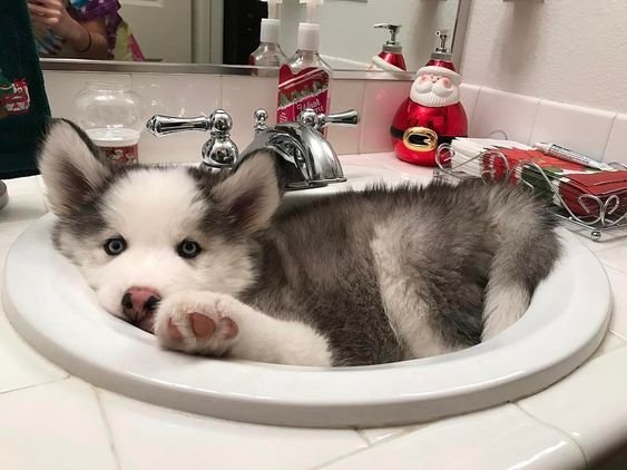 Husky Thinks He's The Boss