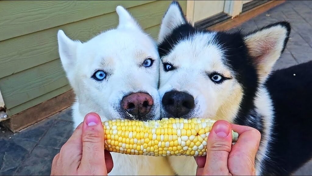 Husky Thinks He's The Boss