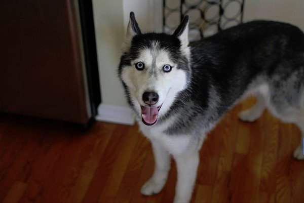 Strict Rules That Huskies Have Established For Humans to Follow