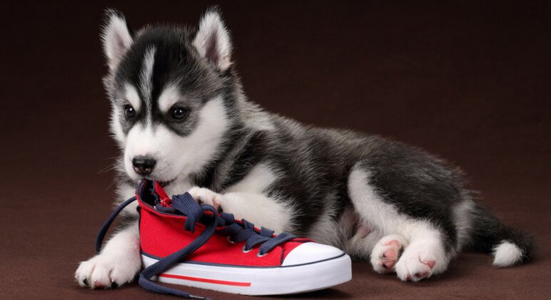 Husky puppy chew shoes