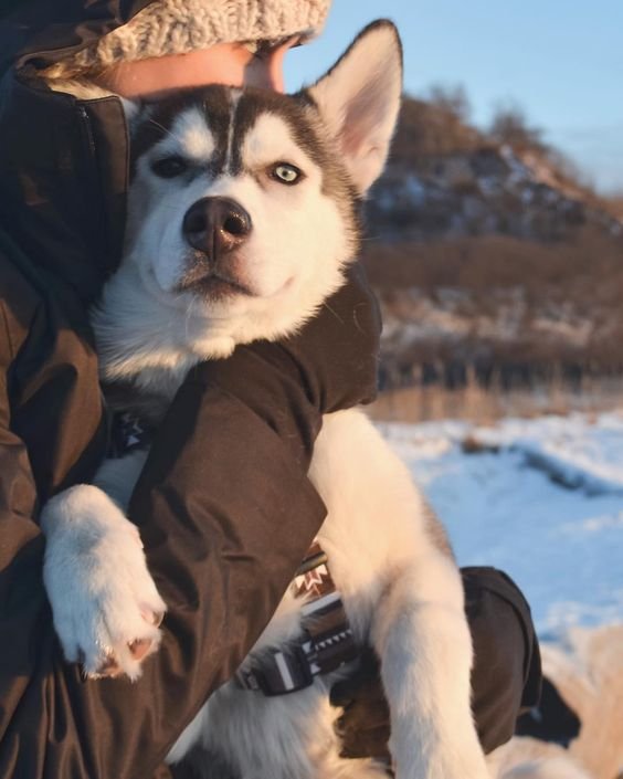 Moments Of Love Only A Husky Can Understand