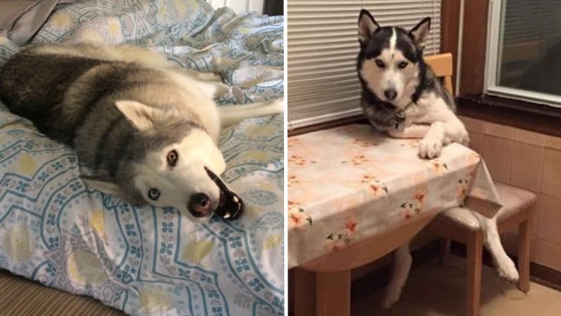 Signs That Show Your Husky Is Fully In Charge