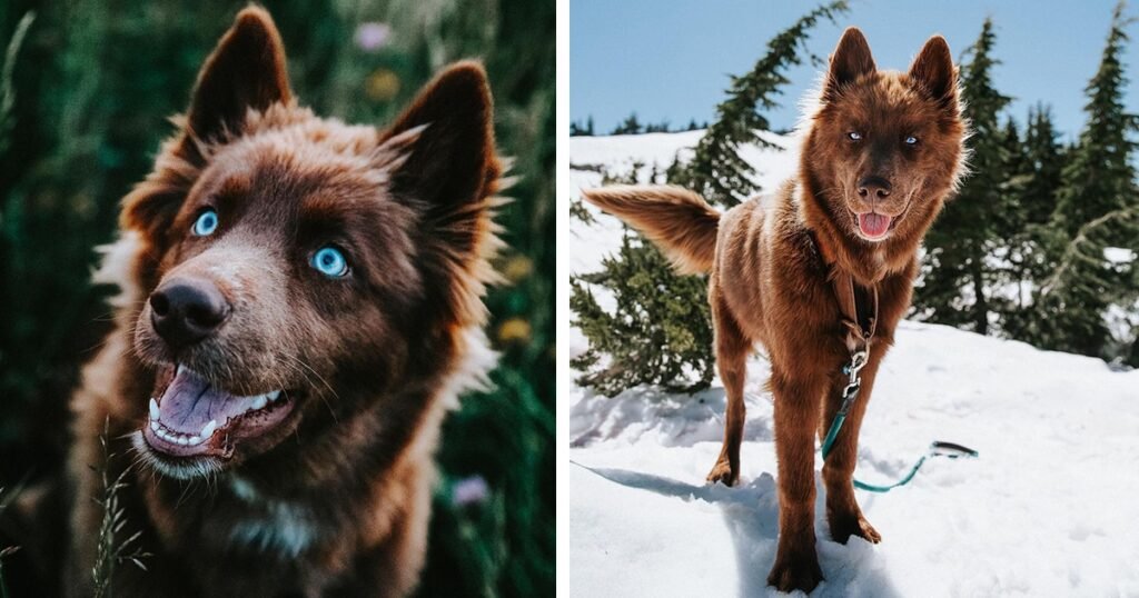 Brown Husky