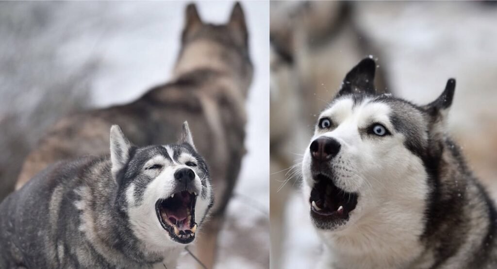 Veterinarians Have Answered- Why Do Huskies Bark at Certain People And Not at Others?