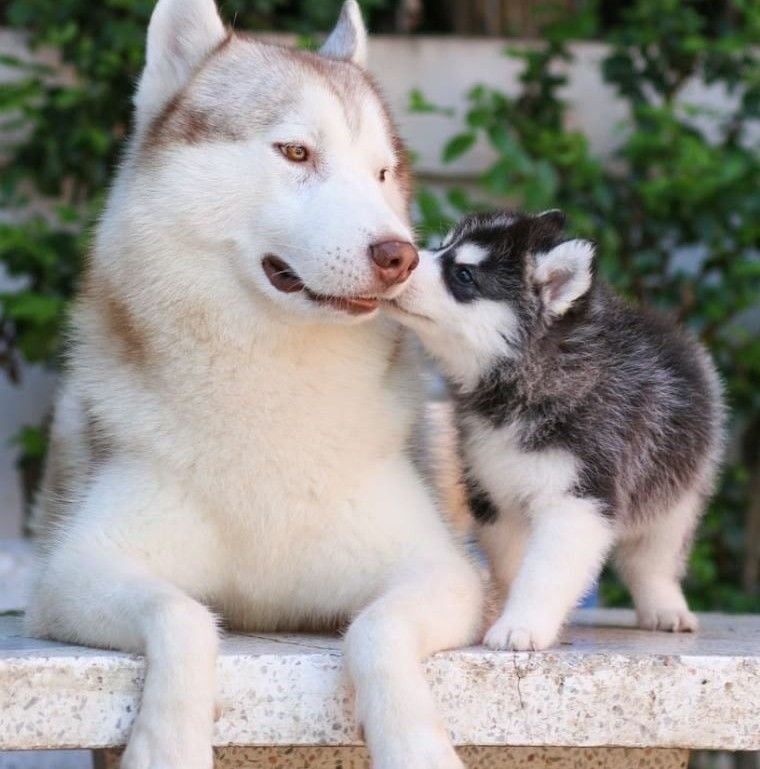 Your Husky Is Your Best Friend