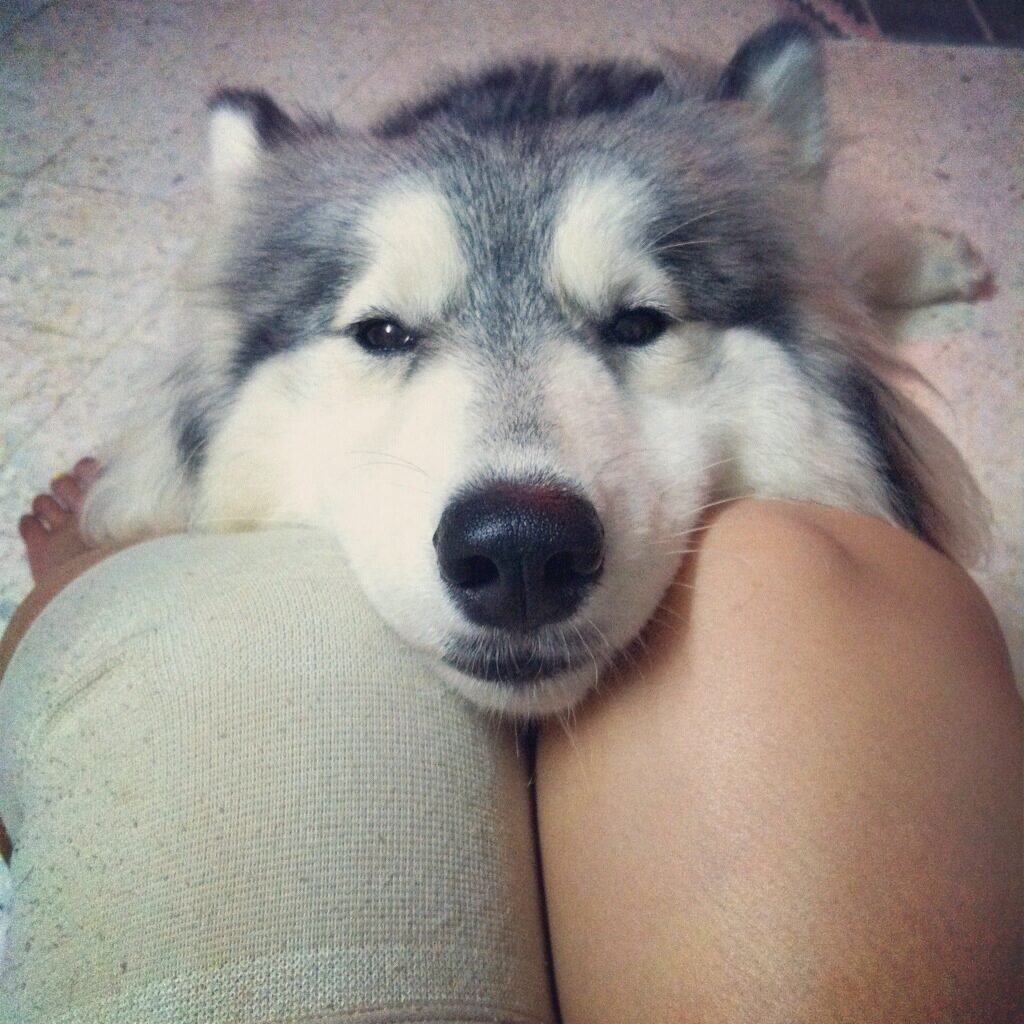 your husky is obsessed with you