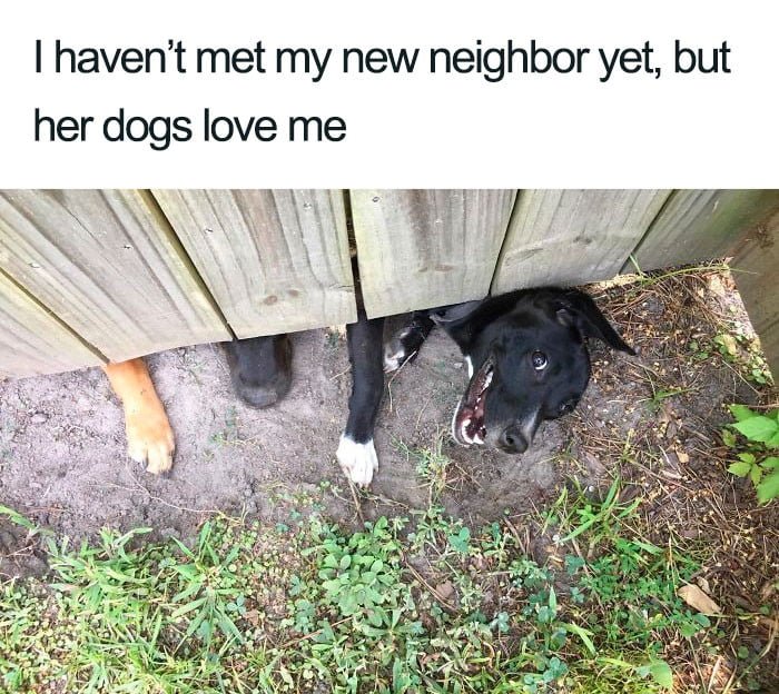 pets are our true love 