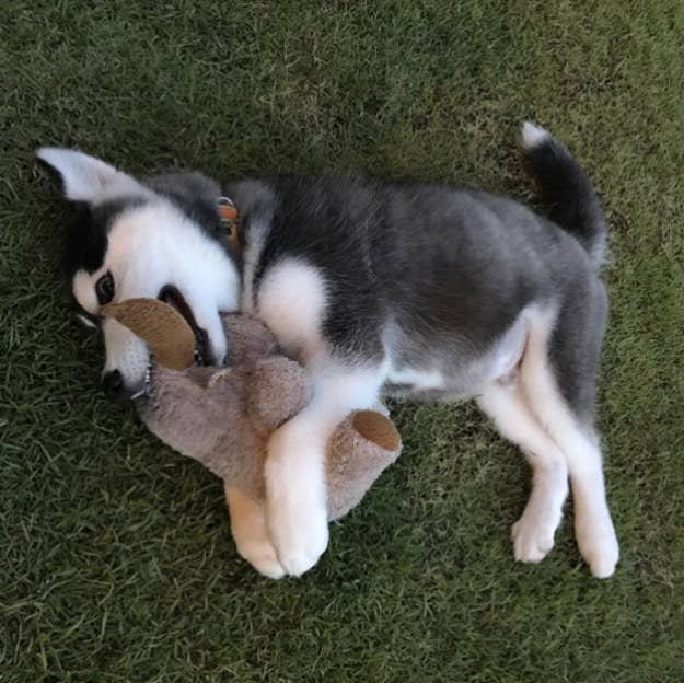 Adorable Pictures Of Huskies