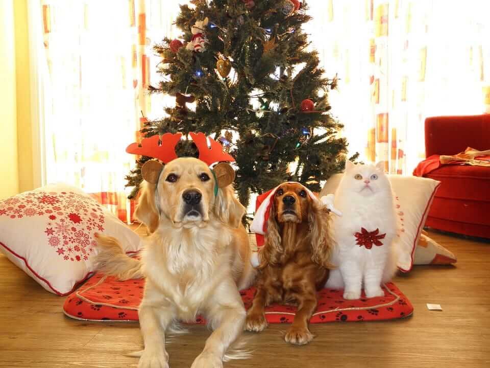 Celebrate Christmas With Your Fur Babies