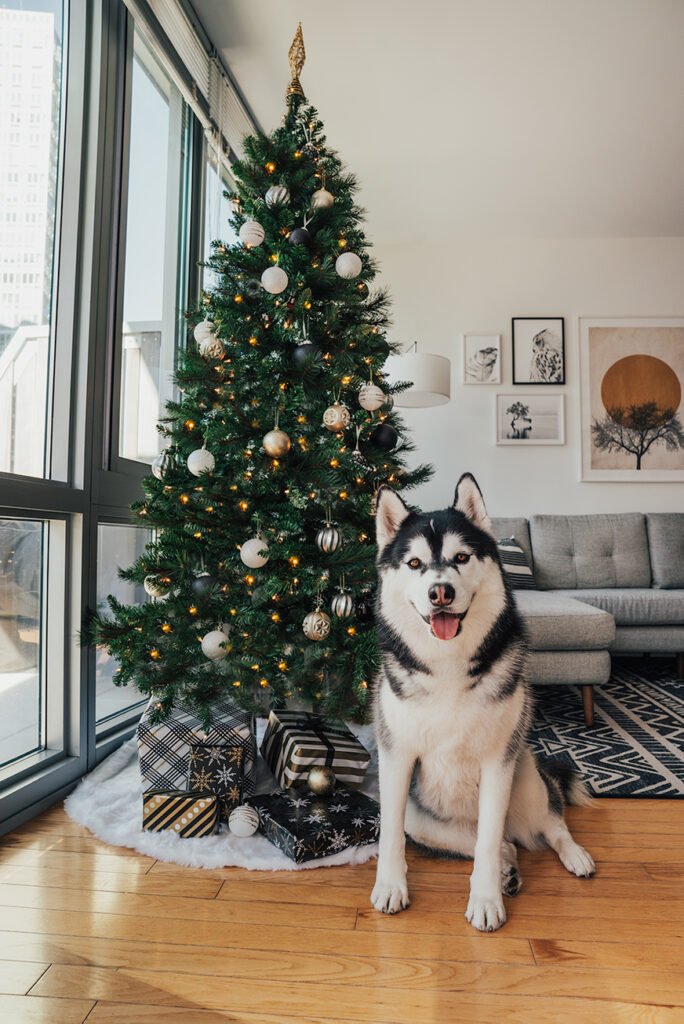 Celebrate Christmas With Your Fur Babies