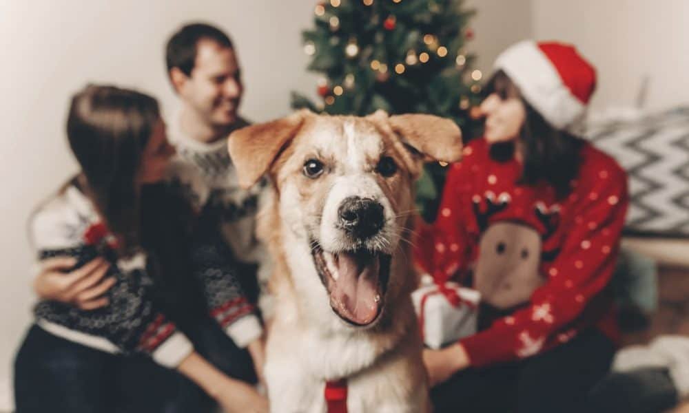 Celebrate Christmas With Your Fur Babies