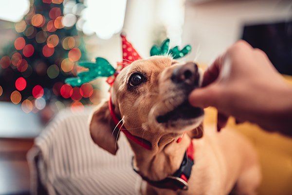 dog-friendly activities for holidays 