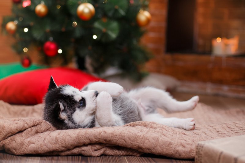 dog-friendly activities for holidays 