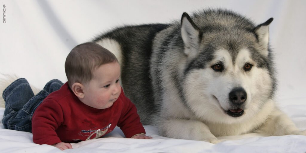 Dogs Who Are Man’s Best Friend Even When They’re A Baby