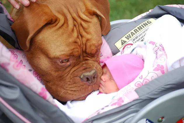 humans and pets love each other