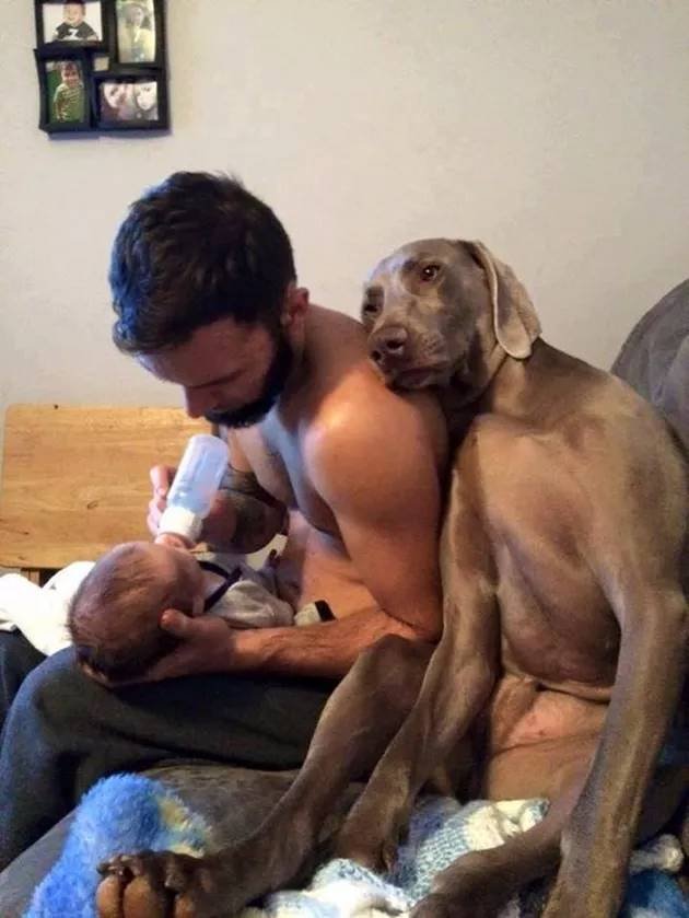 humans and pets love each other