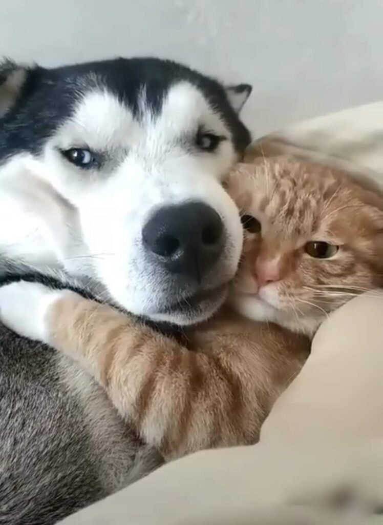 Huskies Hugging Animals