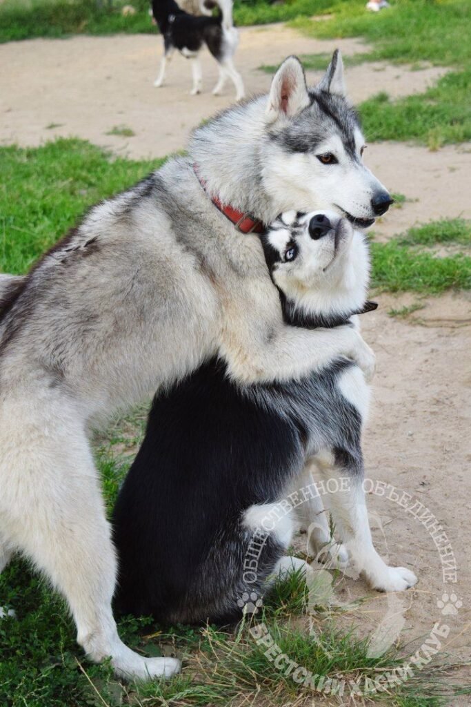 Huskies hugging animals 
