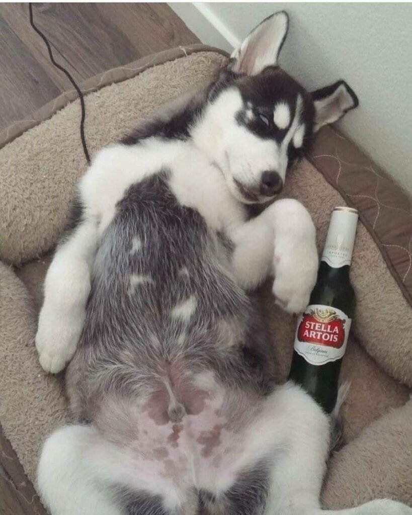 Husky Enjoying The Party 