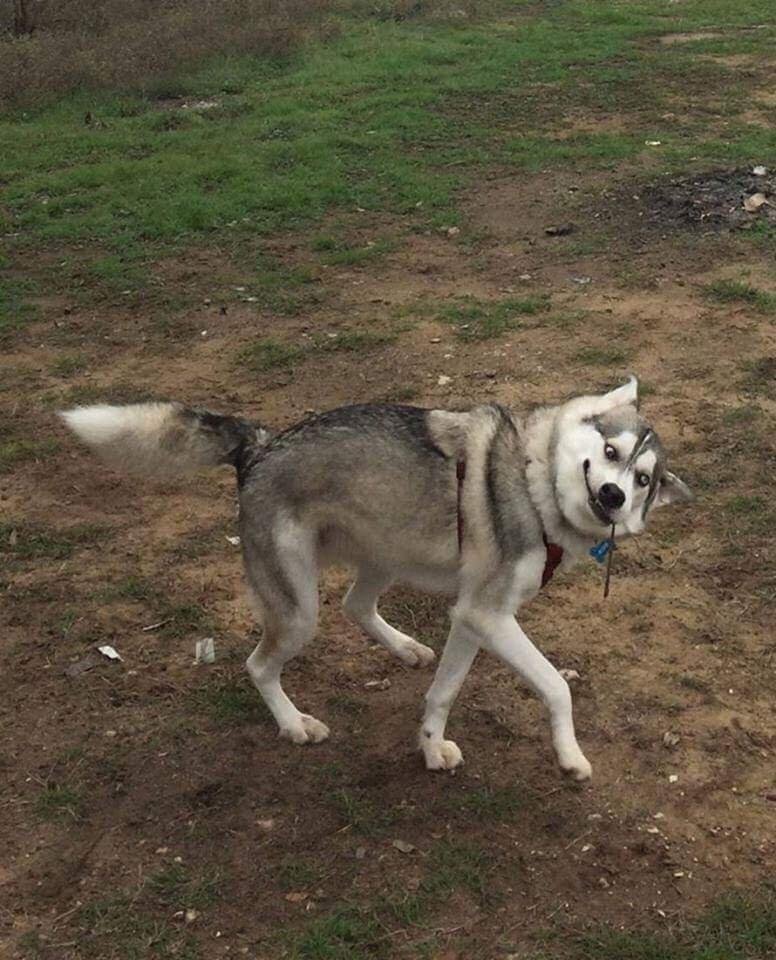 Husky Enjoying The Party 