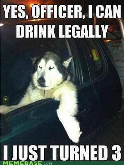 Funny Drunk huskies