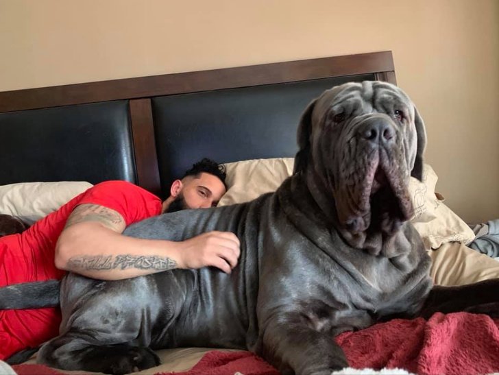 giant pets 