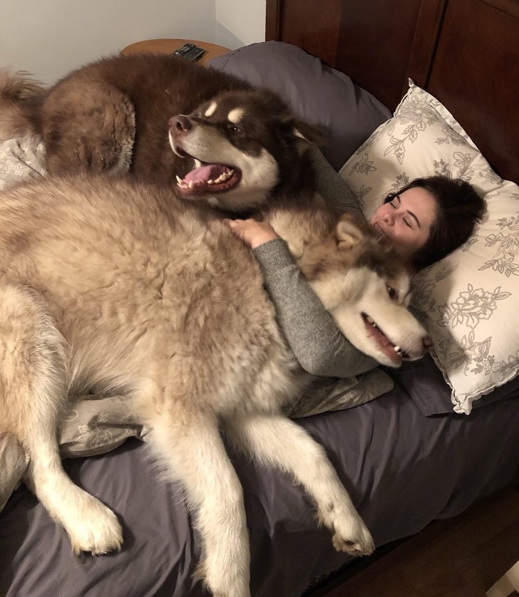 Big puppies