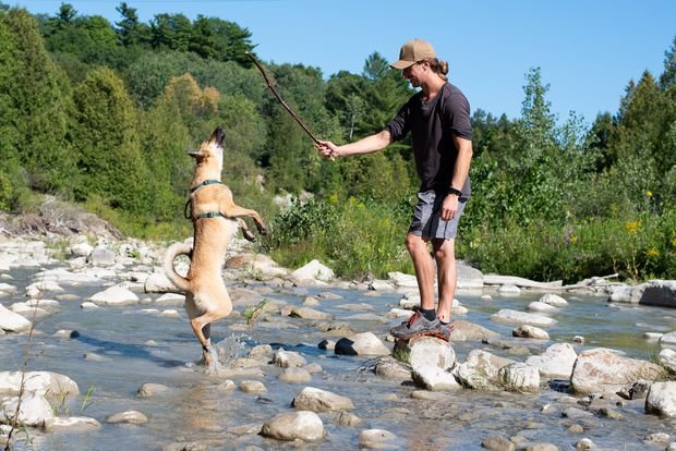 The Best Year For Dogs