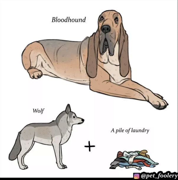 Origins Of ‘Unique Dog Breeds’ 