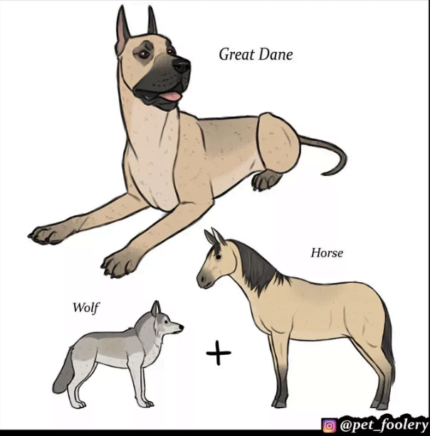 Origins Of ‘Unique Dog Breeds’ 