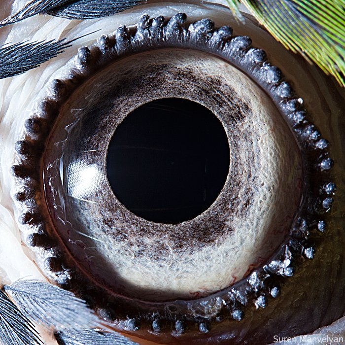 how unique animal eyes are