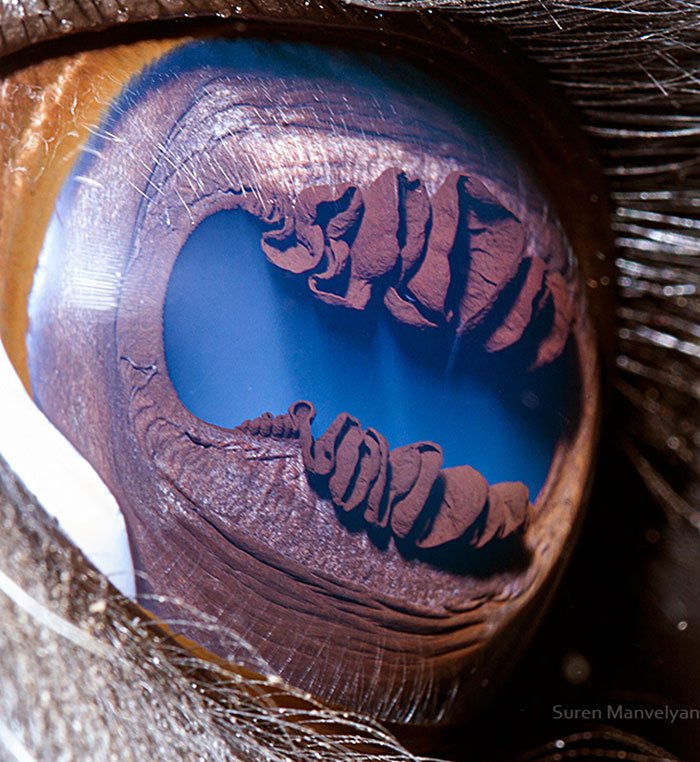 how unique animal eyes are