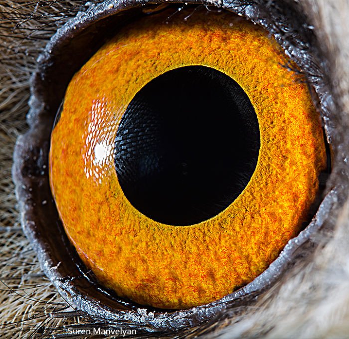 how unique animal eyes are