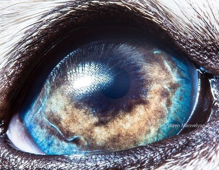 how unique animal eyes are