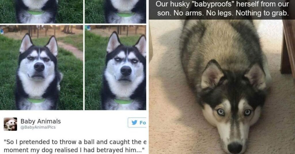 Cute And Funny Dog Pics To Lift Your Mood And Make Your Day