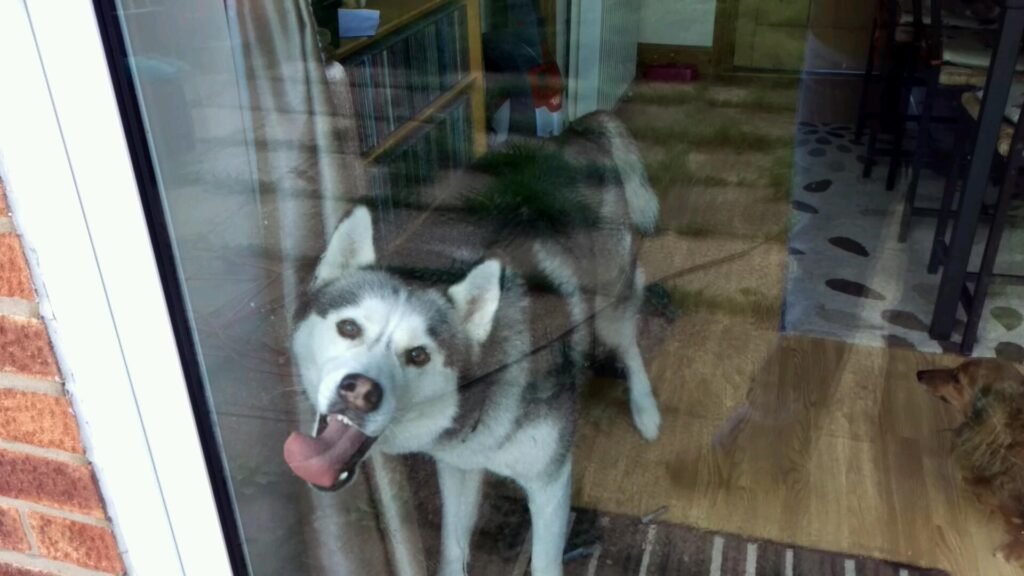 Funny Dogs Who Don’t Understand Windows And Their Purpose