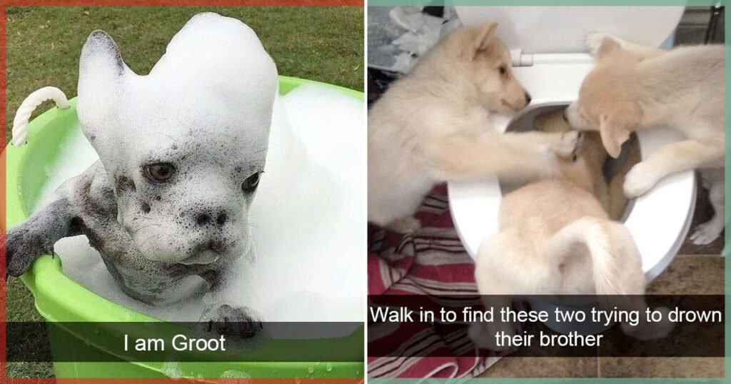 20 Hilarious Dog Snapchats That Are Impawsible Not To Laugh At