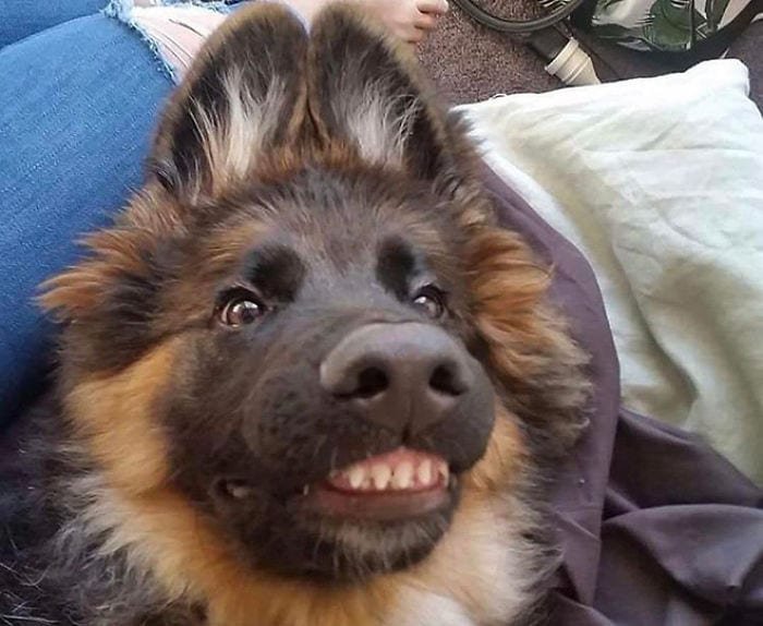 Dogs cutest smile 