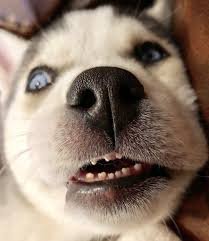 doggo teeth 