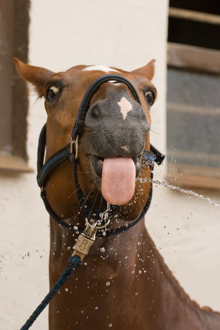 Animals Who Broke The Cute-o-meter With Their Bleps