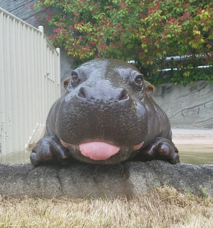 Animals Who Broke The Cute-o-meter With Their Bleps