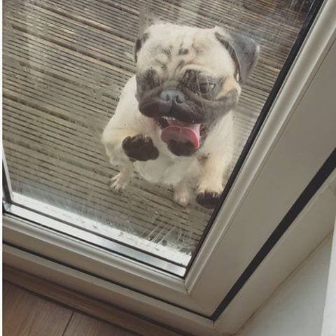 Dogs Who Don't Understand Windows