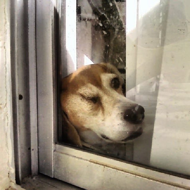 Dogs Who Don't Understand Windows