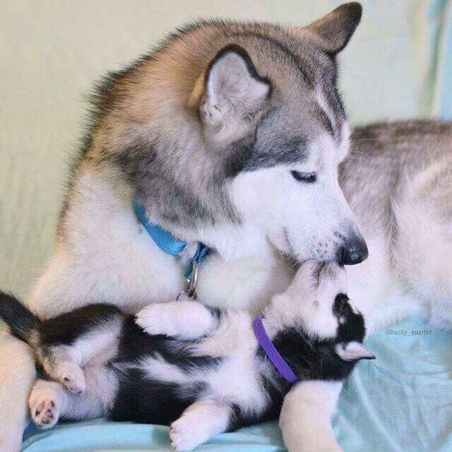 Dogs With Their Adorable Mini 