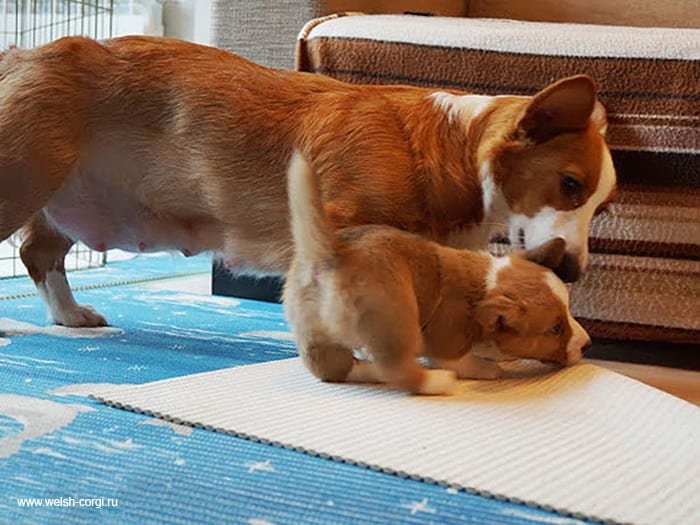 Dogs With Their Adorable Mini 