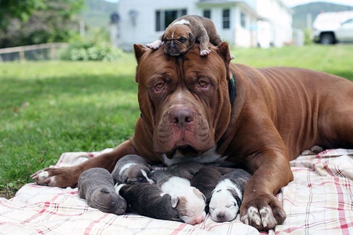 Dogs With Their Adorable Mini 