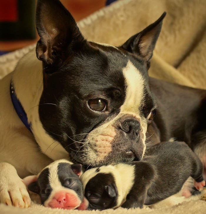 Dogs With Their Adorable Mini 